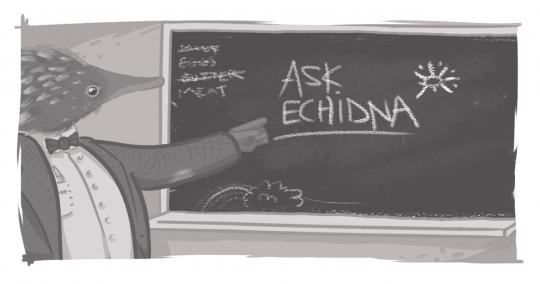 An Echidna teacher pointing to the term "Ask Echidna" written on the blackboard.