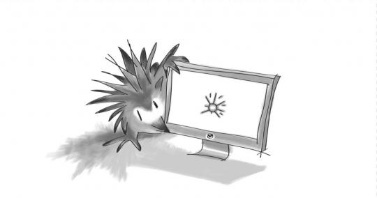 An image of an echidna looking at a computer screen.