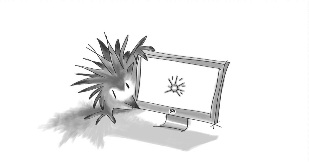 Echidna looking at a desktop monitor