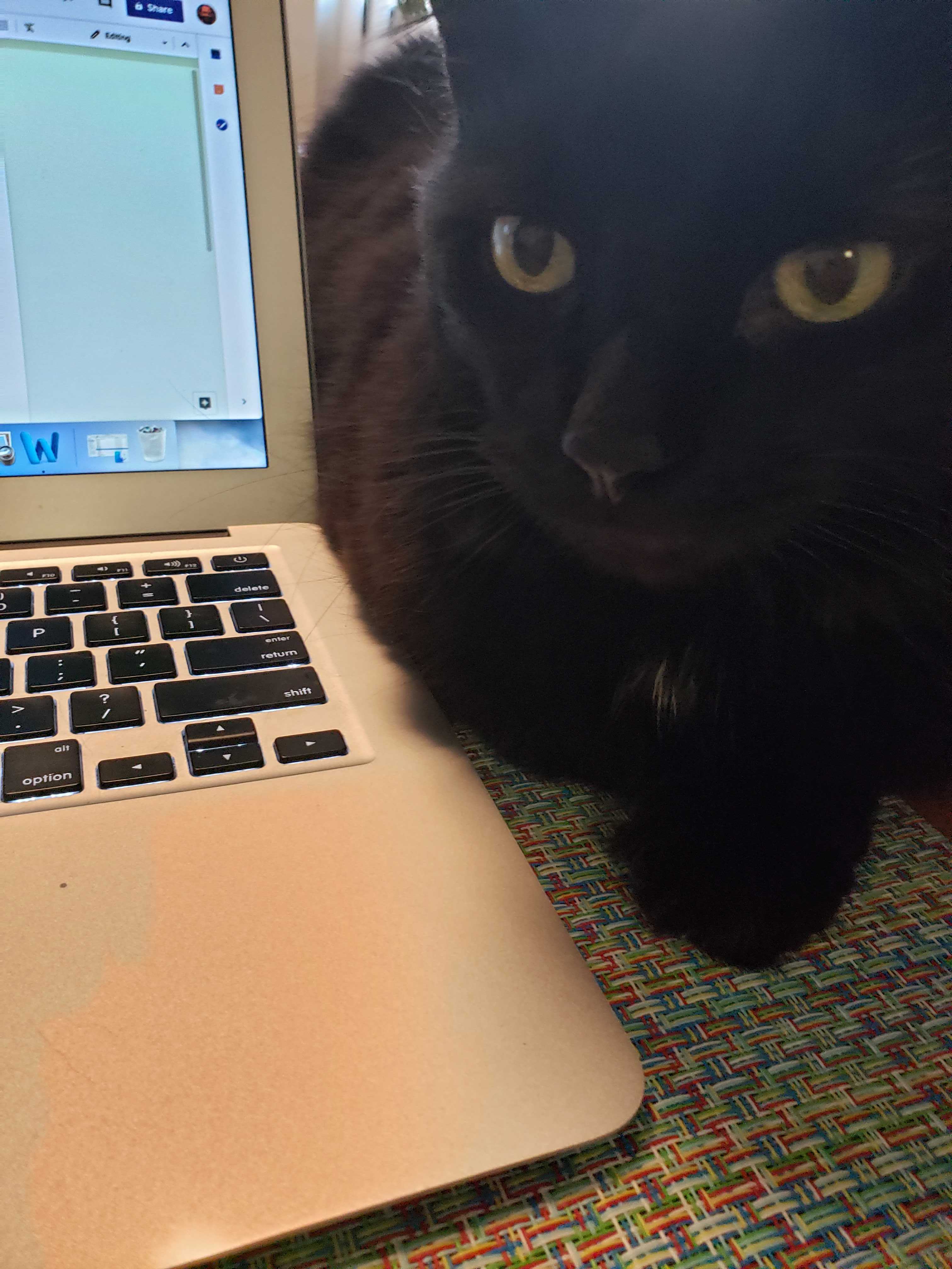 Cat beside computer