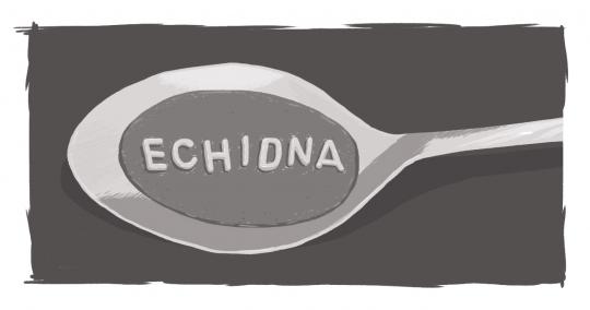 A soup spoon with alphabet soup letters spelling Echidna.